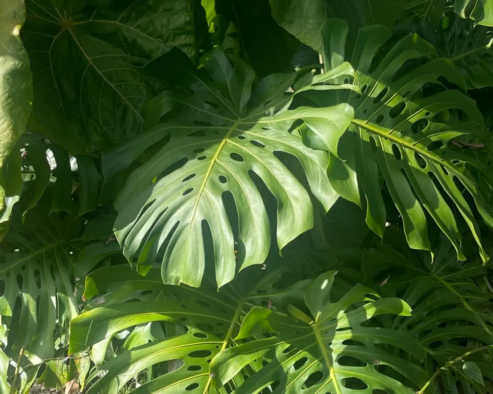 Monstera leaves mounted on a herbarium sheet with paper tape